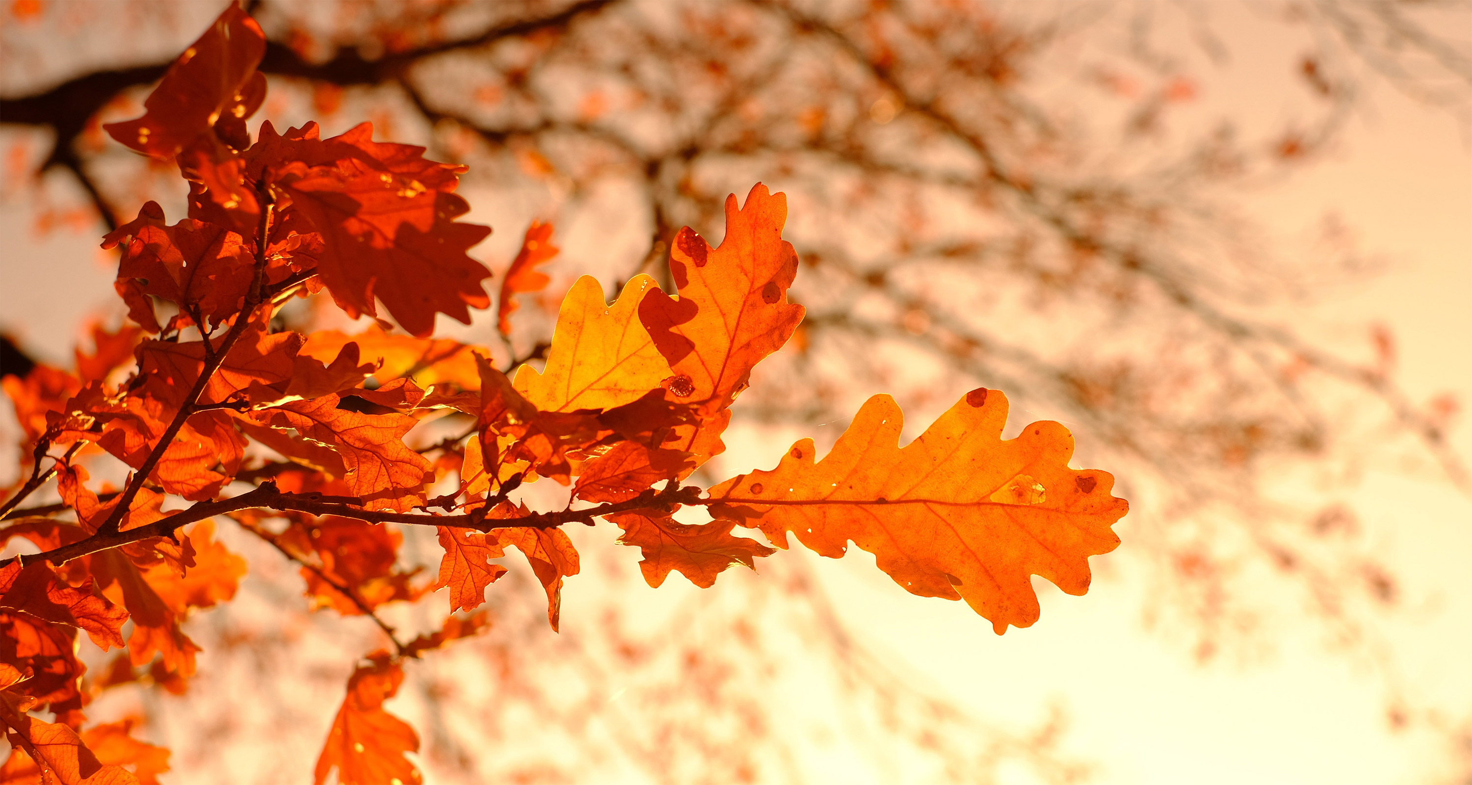 Schaufenster Bild für Herbst mit Orange Blättern