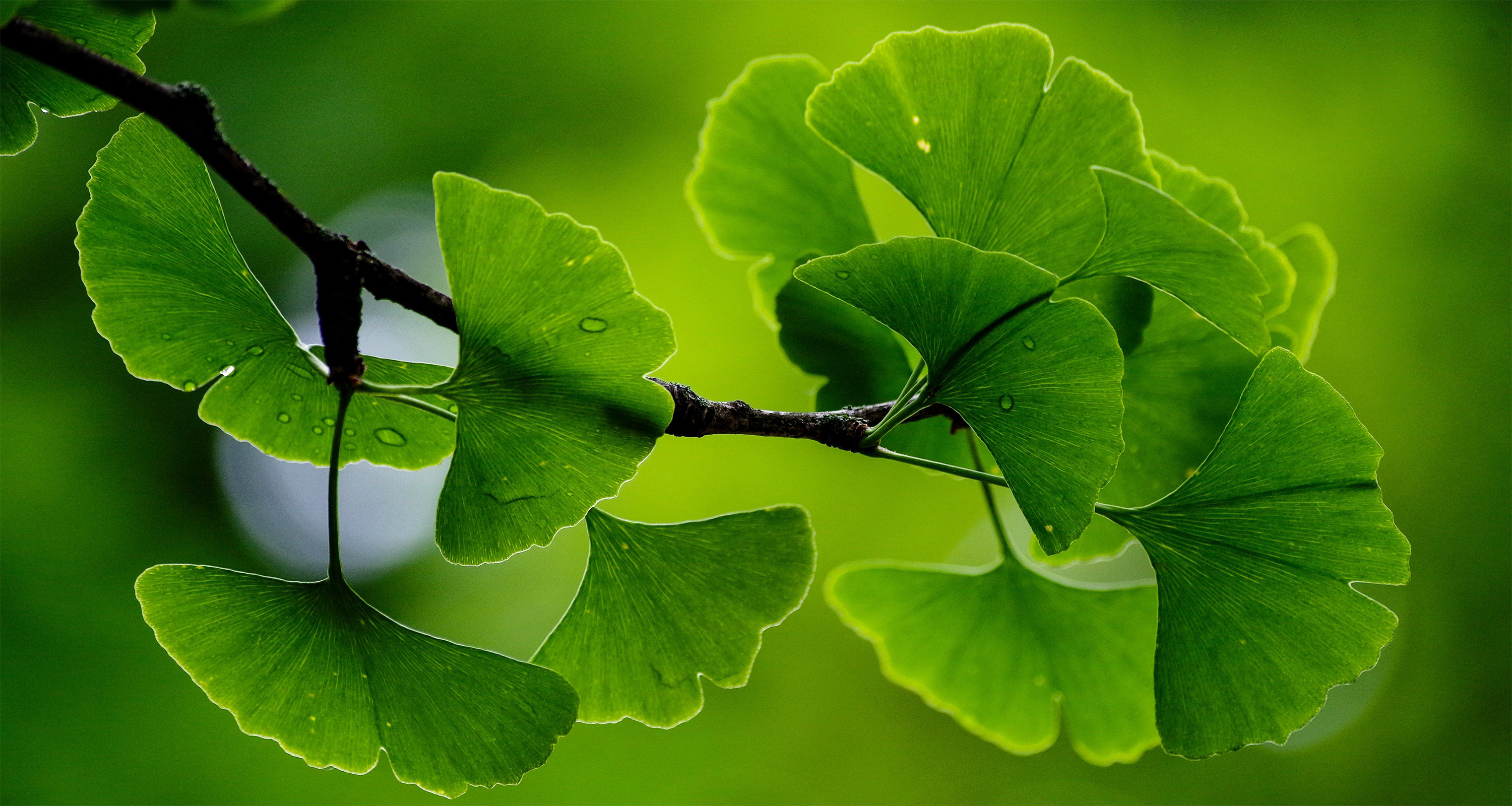 LESER Kollektion-Ginkgo-Banner